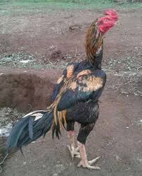 Bobot mencapai 3,4 kg, berbulu lebat dan agak menarik warnanya. 71 Gambar Ayam Wido Juara Terbaik Infobaru