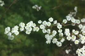 Image result for Spiraea prunifolia