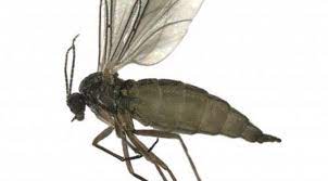 These tiny black gnats rarely get any. Fungus Gnats Tiny Flies Around Your Houseplants Insect Diagnostic Lab