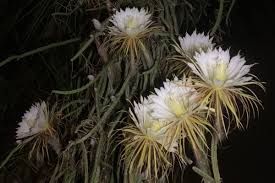 How to cook napolitos cactus | livestrong.com. We Saw The Elusive Night Blooming Cereus Last Weekend Sarasota Magazine