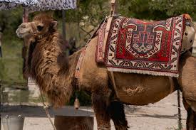 Camels have an important role in the lives of human beings, especially in arid regions, due to their multipurpose role and unique ability to adapt to harsh conditions. Bluemarblecitizen Com
