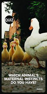 Which Animal S Maternal Instincts Do You Have Animal Quiz Fun Personality Quizzes Animals