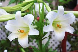 Check spelling or type a new query. Easter Lily How To Take Care Regrow Easter Lily Outside Livinghours