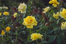 Maybe you would like to learn more about one of these? Rosa Consigli Coltivazione E Cura