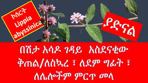 Image result for Lippia abyssinica