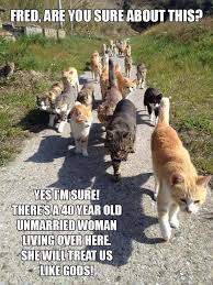 Image result for i can has cheezburger