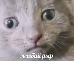 zhybij ryr mem memy koshachi citaty veselye memy