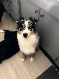 We have a beautiful standard size australian shepherd puppies. Why Are Australian Shepherds Tails So Short Aussie University