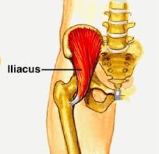 Iliac crest pain is not that common in the general population, but it is frequent in older individuals, runners (and athletes in general), lower back pain sufferers… but that doesn`t mean regular people like you and me can`t experience it from time to time! The Many Faces Of Iliacus Dysfunction Neuromuscular Therapy Of Vermont