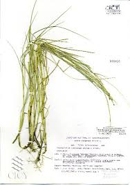 Image result for Paspalidium geminatum