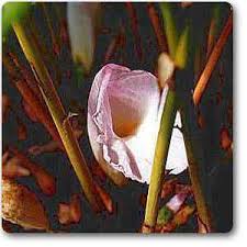 Image result for Aframomum mala