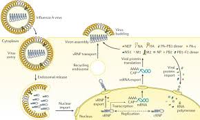 The new virus was first isolated in late april by american and canadian laboratories from samples taken from people with flu in mexico, southern california, and texas. Influenza Nature Reviews Disease Primers