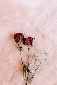 Dried Flowers Wallpapers Top Free Dried Flowers Backgrounds Wallpaperaccess Free download high quality wallpapers gorgeous images. dried flowers wallpapers top free
