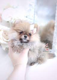 White Micro Teacup Pomeranians Teacuppomeranianpuppy In 2020 Teacup Puppies Cute Teacup Puppies Pomeranian Puppy
