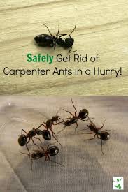 Safely Get Rid Of Carpenter Ants In A Snap Healthy Home Economist Carpenter Ant Ants Ant Repellent