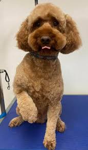 Somebody thought my haircut made me look like a Cocker Spaniel. I'm trying  not to take that too personally. Waaaah! 😱 😂