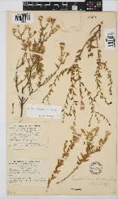 Image result for Pegolettia retrofracta