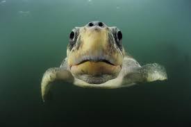 From the genus eretmochelys, hawksbill is the only surviving species. Top 10 Facts About Marine Turtles Wwf