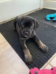 Rottweiler lab mix puppy mix, rottweiler lab mixes, cute little animals. Reddit This Is Waffles She Is The Goodest Rottie Lab Mix Puppy Rarepuppers