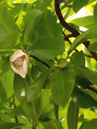 Image result for Dillenia indica