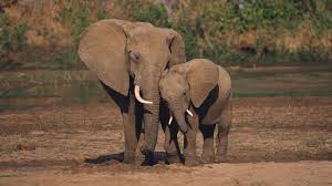 We have a range of styles, colours and patterns to suit everyones needs. Elephant Wallpaper