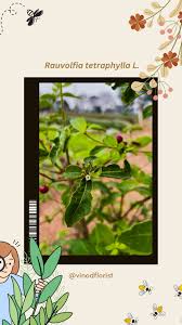 Image result for Rauvolfia mannii