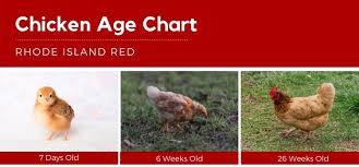 Chicken is 6 weeks old. 3 Simple Ways To Determine The Age Of A Chicken Chickens And More