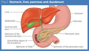 The enzymes in saliva help break down foods, and the lubrication function of saliva makes it easier for food to be swallowed. Gastrointestinal Tract 3 The Duodenum Liver And Pancreas Nursing Times