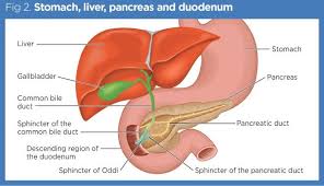The liver is a roughly triangular organ that extends across the entire abdominal cavity just inferior to the diaphragm. Gastrointestinal Tract 3 The Duodenum Liver And Pancreas Nursing Times