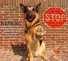 Guard Dogs Wallpapers Funny Dog Pictures Dog Pictures German Shepherd Dogs