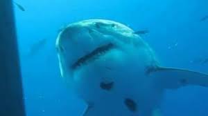 Le grand requin blanc effrayé par les orques. Photos Le Plus Gros Requin Blanc Du Monde 7 Metres Photographie A 100m De La Plage Lci