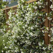 Jasmine can be either deciduous (leaves falling in. Buy Star Jasmine Trachelospermum Jasminoides Best Value For Money Gardens4you