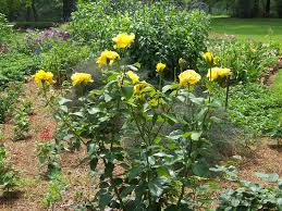 There's a yellow rose in texas, that i am going to see, nobody else could miss her, not half as much as me. Texas Superstar