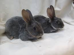This is because the longest guard hairs have been bred away and the secondary guard hairs have been reduced to the. Mini Rex Bunnies For Sale West Byfleet Surrey Pets4homes