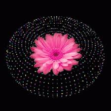 Happy birthday images birthday pictures flowers gif pretty flowers beautiful gif. 12 Beautiful Flower Gif Animations Images Rose Gifs