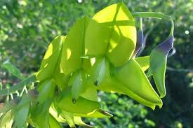 Image result for Crotalaria agatiflora
