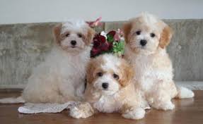 Florida poodles, maltipoos and shihpoos. Maltipoo Puppies For Sale Boca Raton Fl Puppies For Sale