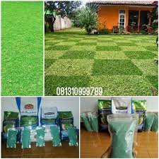 Saya juga menjual tanaman hias dan jasa pembuatan taman dan jasa pasang batu alam. Jual Benih Biji Rumput Bermudagrass Golf Jepang Gajah Mini Rumput Manila Di Lapak Indograss Bukalapak