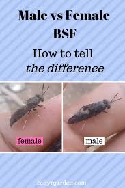 Composting toilets are an effective, low cost way to deal with the difficult problem of human waste. Pin On Bsf