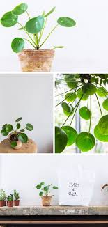 The plant produces baby plantlets on its stem and in the soil around it that. Chinese Money Plant Miss Moss Chinese Money Plant Plants Indoor Plants Easy