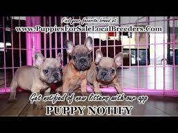 Get matched with up to 5 dog breeders based on your lifestyle and desired breed! French Bulldog Puppies For Sale Near Dothan Al 07 2021
