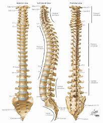 T9 to t12 injuries can be classified as either complete or incomplete injuries. Model Of The Human Spine 12 Model Of The Human Vertebra 12 Download Scientific Diagram