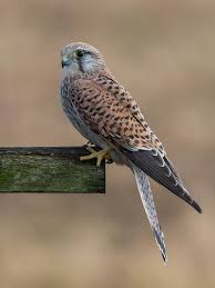 Small British Birds Of Prey Images Kestrel F Pet Birds Beautiful Birds Animals Beautiful