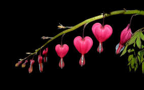 Don't place the plant in direct sun and avoid overwatering. Watery Heart Flower Two Tone Heart Flower Flaming Heart Marie Heart Lamprocapnos Spectabilis Black Background Hearts Red Heart Shaped Plant Pikist
