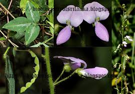 Image result for Desmodium intortum
