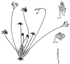 Image result for Bulbostylis trabeculata