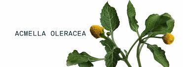 Image result for Acmella