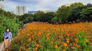 Korea selatan punya dua andalan taman hiburan, yaitu lotte world dan everland. Foto Pesona Ladang Bunga Olimpic Park Populer Di Korea Selatan Kumparan Com