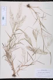 Image result for Eragrostis membranacea