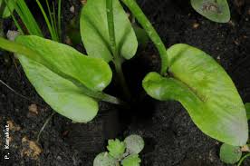 Image result for Ophioglossum reticulatum